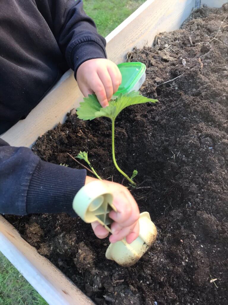 Plantering i våra odlingslådor ute på gården